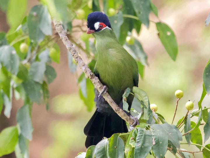 Hartlaub's Turaco