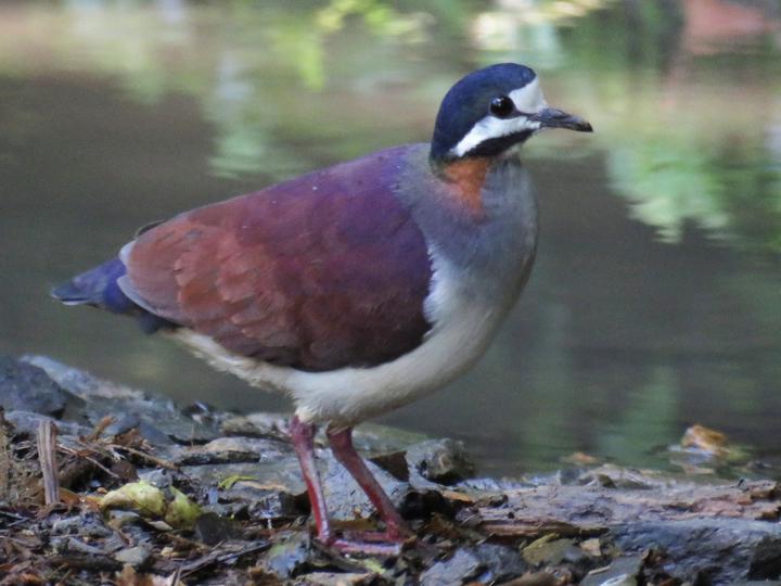Purple Quail-Dove