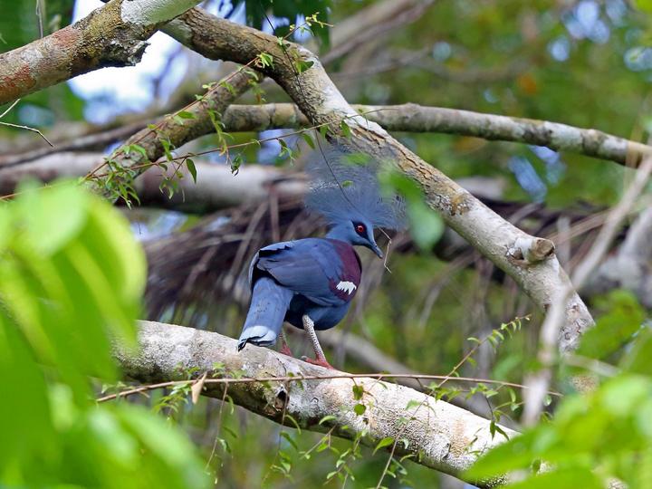 Western Crowned Pigeon