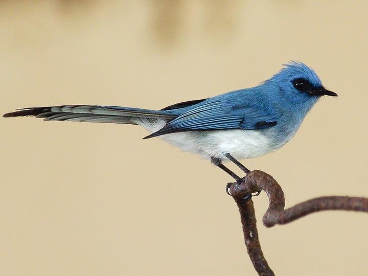 African Blue Flycatcher