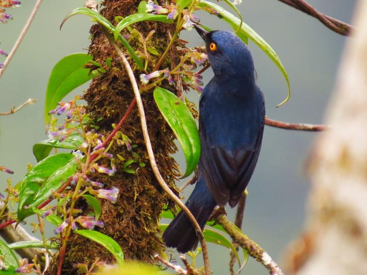 Golden-eyed Flowerpiercer