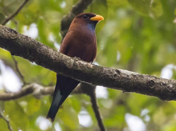 Blue-throated Roller