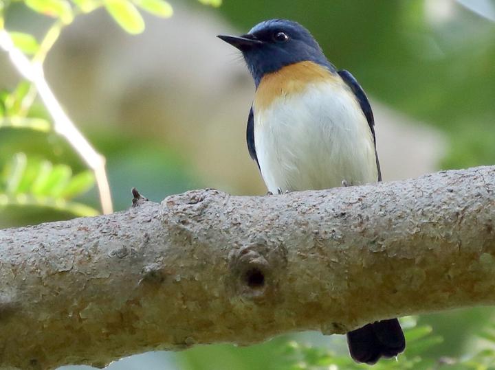 Blue-throated Blue Flycatcher
