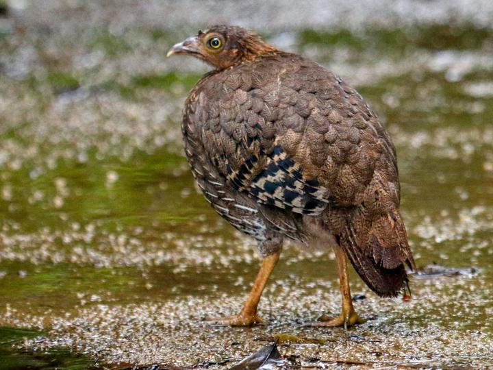 Sri Lanka Junglefowl