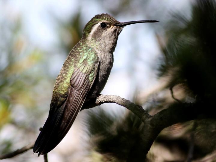 Blue-throated Mountaingem