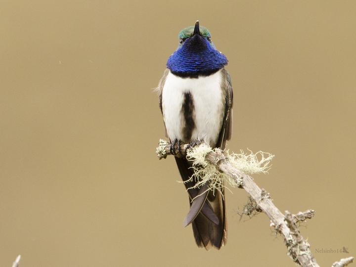 Blue-throated Hillstar
