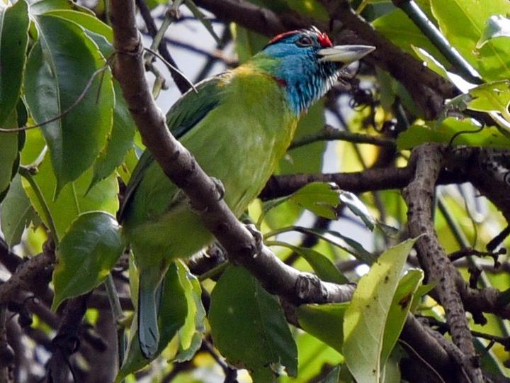 Blue-throated Barbet