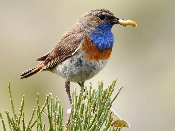 Bluethroat