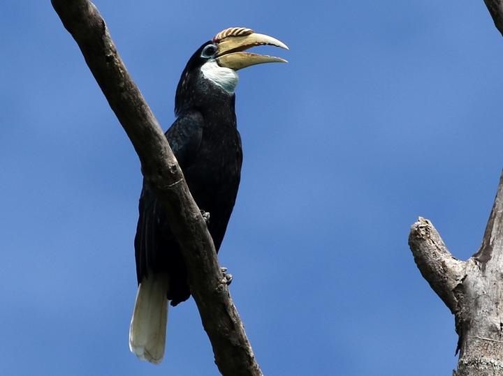 Blyth's Hornbill