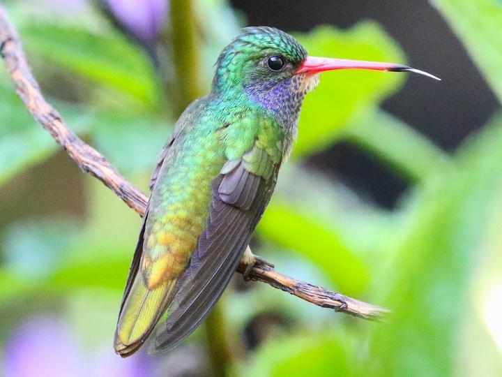 Blue-throated Sapphire