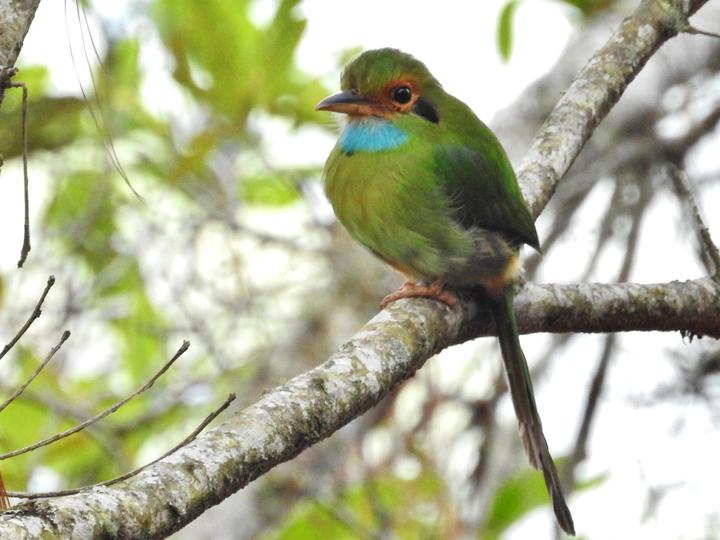 Blue-throated Motmot