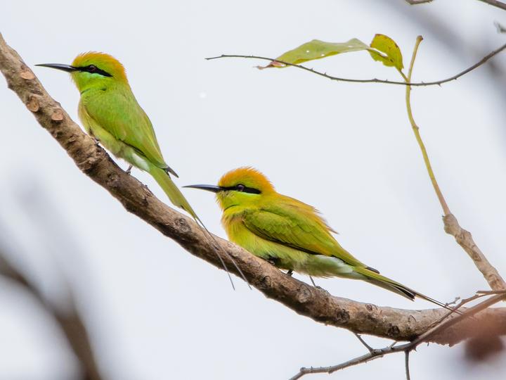Blue-throated Bee-eater