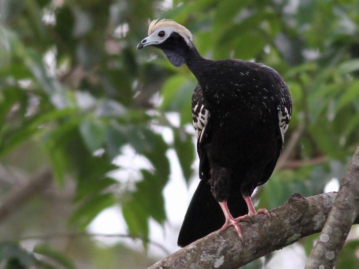 Blue-throated Piping Guan