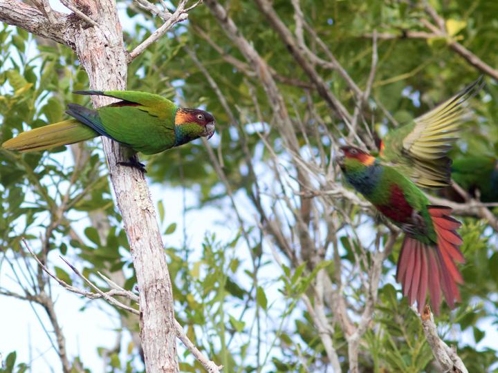 Ochre-marked Parakeet