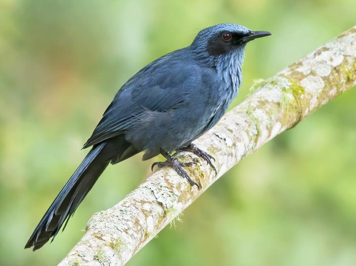 Blue Mockingbird