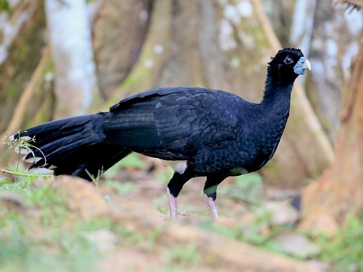 Blue-billed Curassow