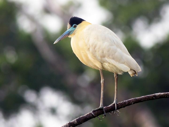 Capped Heron