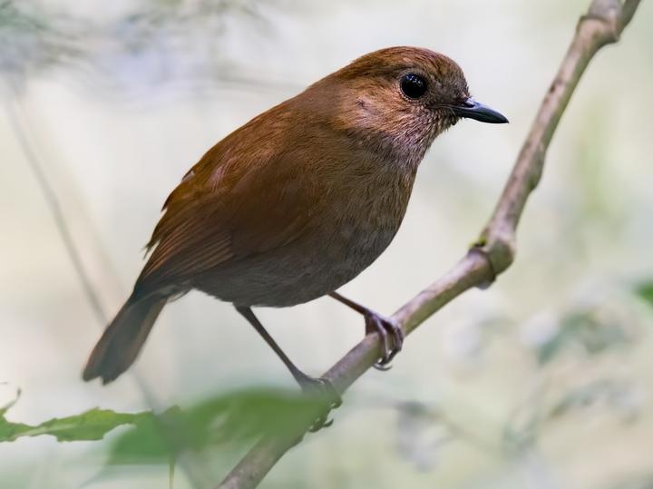 Javan Blue Robin
