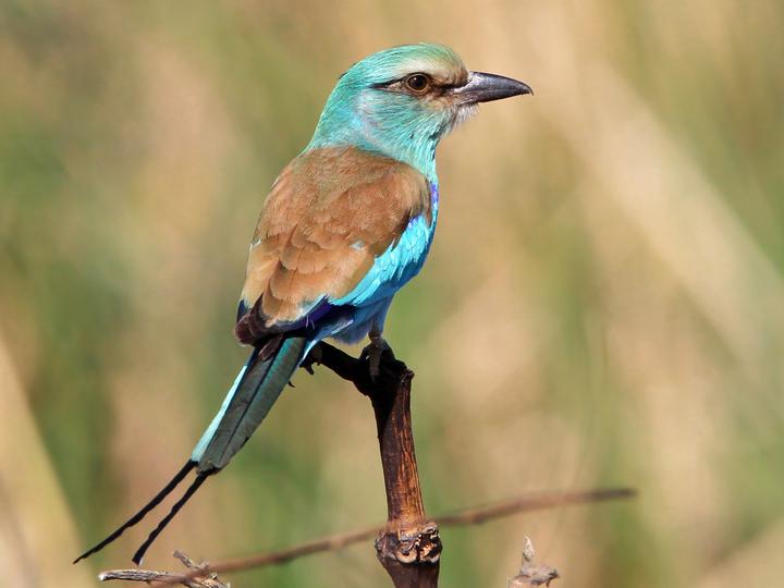 Abyssinian Roller