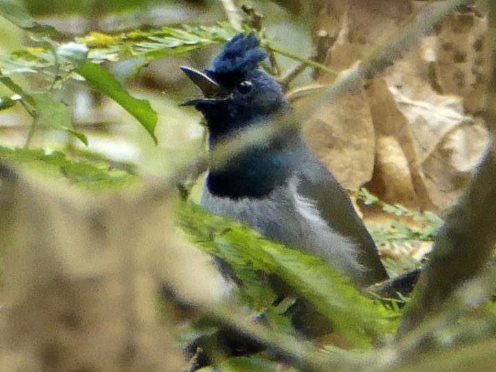 Blue-headed Crested Flycatcher