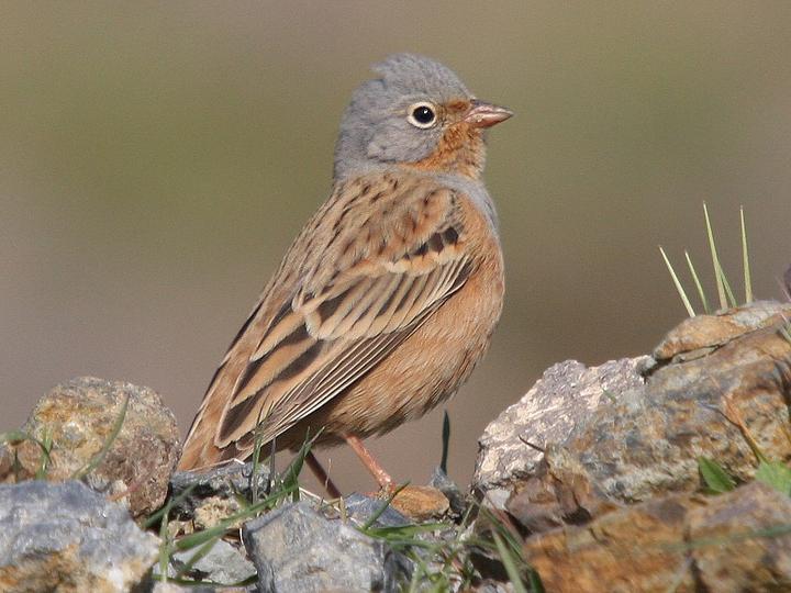 Cretzschmar's Bunting