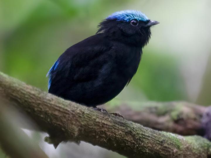 Cerulean-capped Manakin