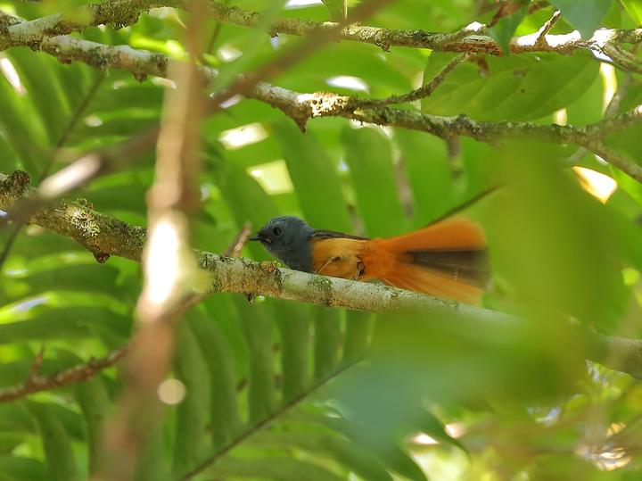 Blue-headed Fantail