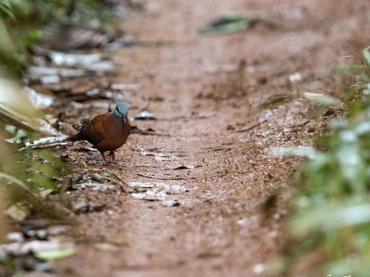 Blue-headed Wood Dove
