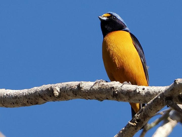 Hispaniolan Euphonia