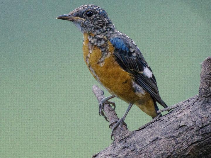 Blue-capped Rock Thrush
