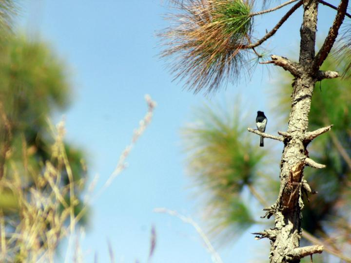 Blue-capped Redstart