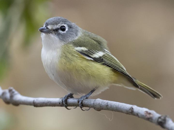 Blue-headed Vireo