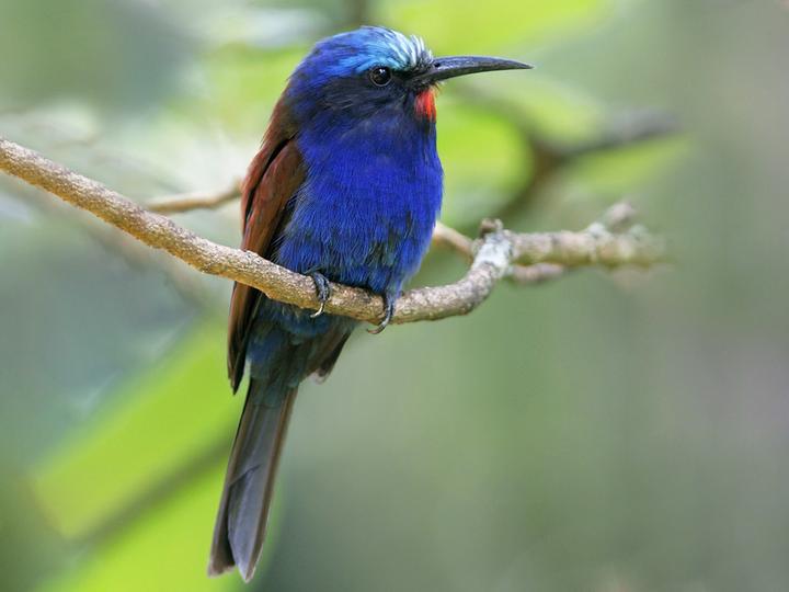 Blue-headed Bee-eater