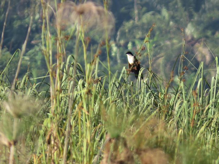 Blue-headed Coucal