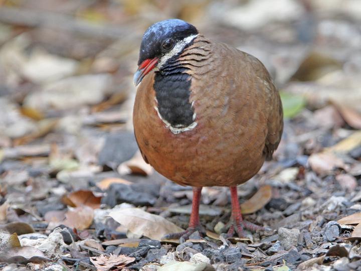 Blue-headed Quail-Dove