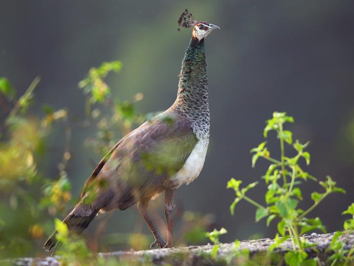 Indian Peafowl