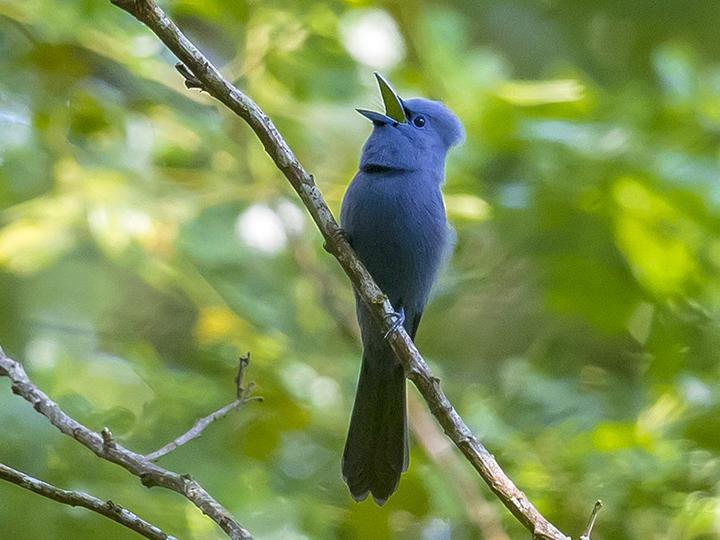 Blue Paradise Flycatcher