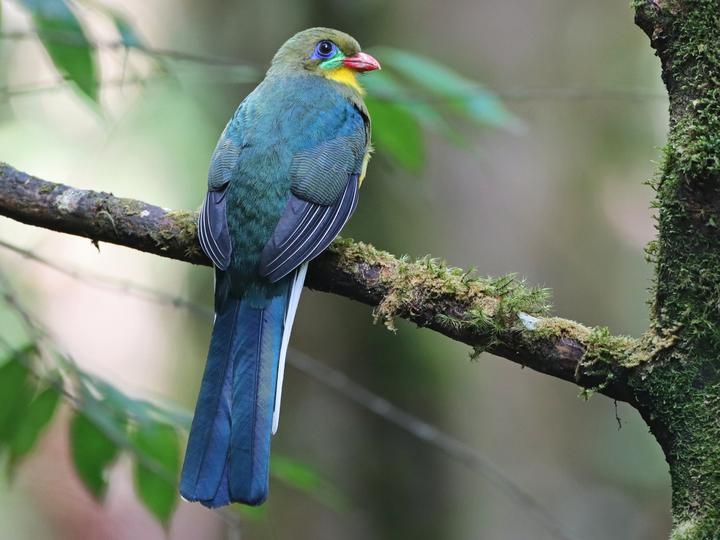 Javan Trogon