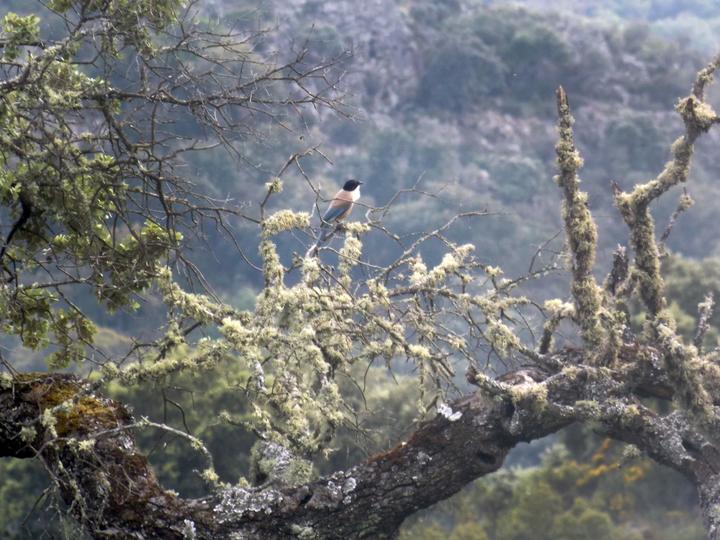 Iberian Magpie