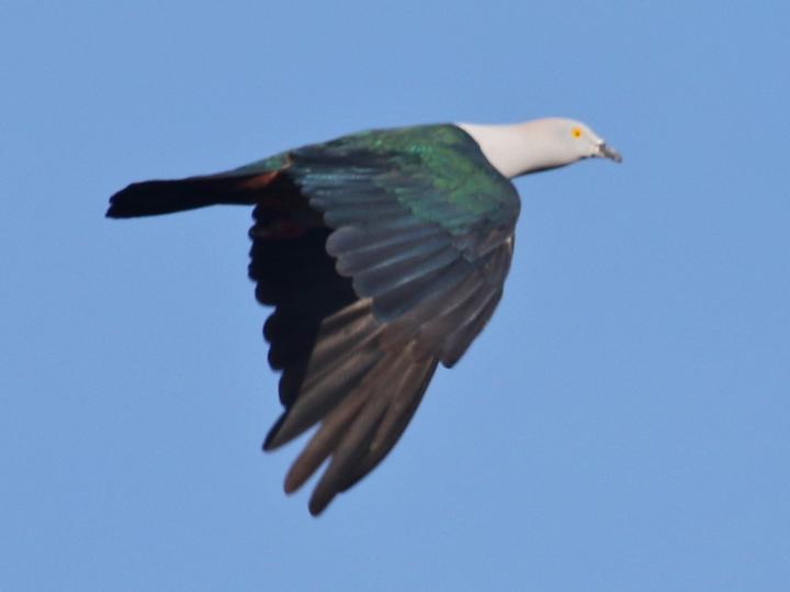 Elegant Imperial Pigeon