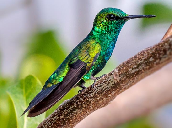 Blue-tailed Emerald