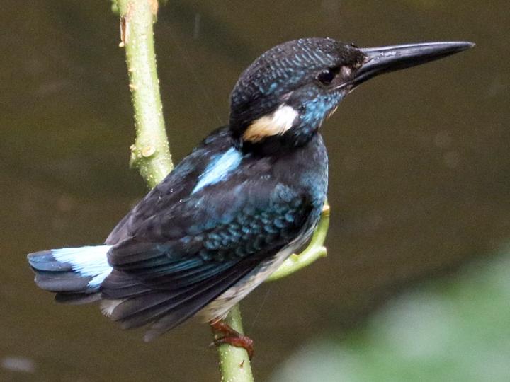 Javan Blue-banded Kingfisher