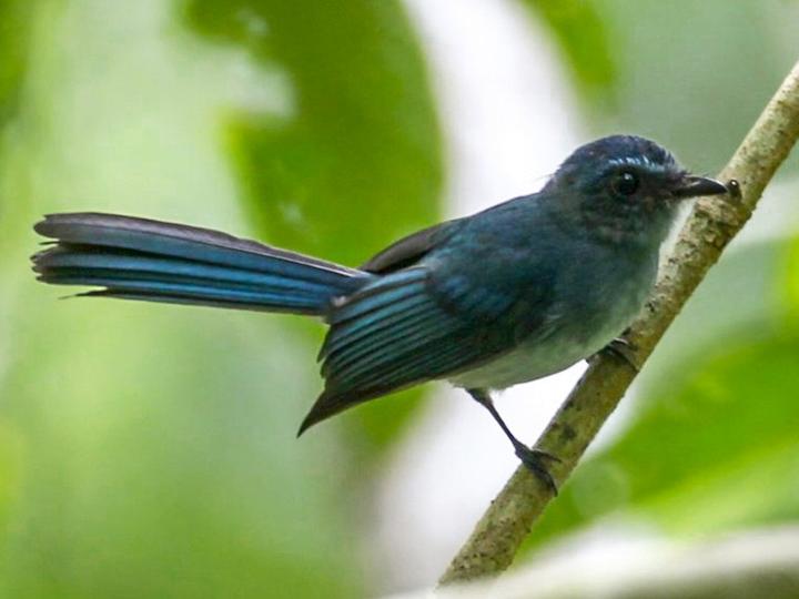 Mindanao Blue Fantail
