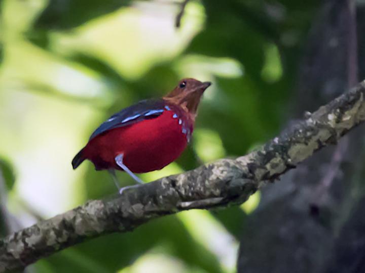 Blue-banded Pitta