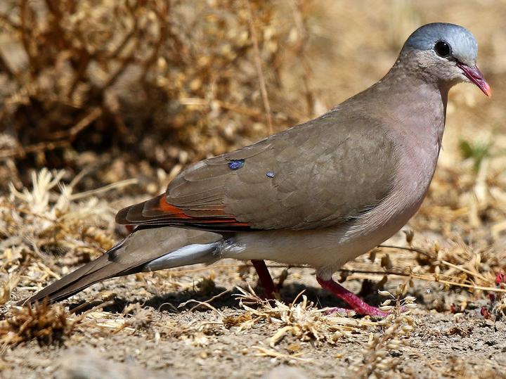 Blue-spotted Wood Dove
