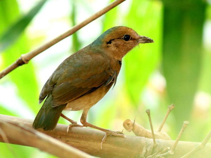 Blue-naped Pitta