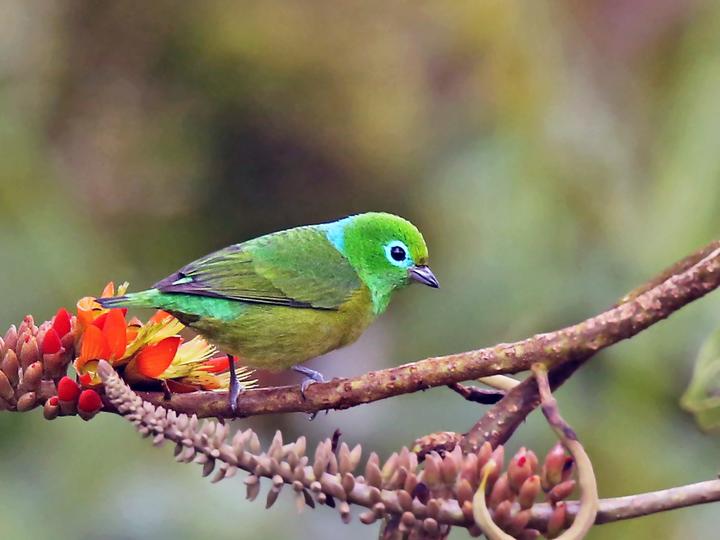Blue-naped Chlorophonia