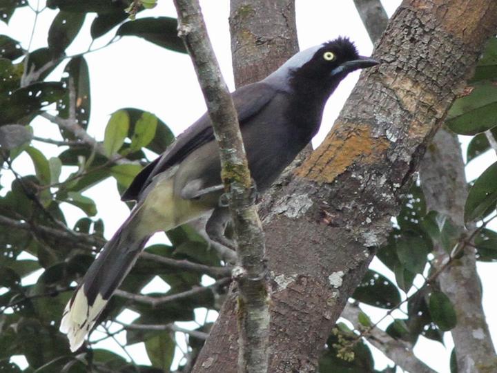 Azure-naped Jay