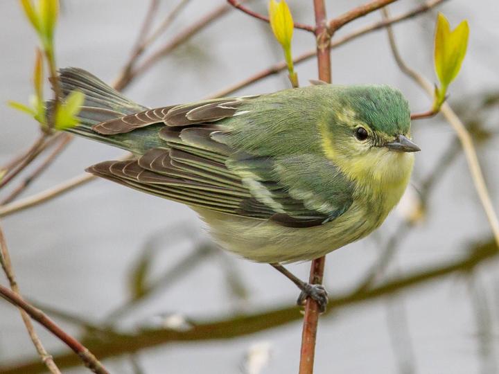 Cerulean Warbler