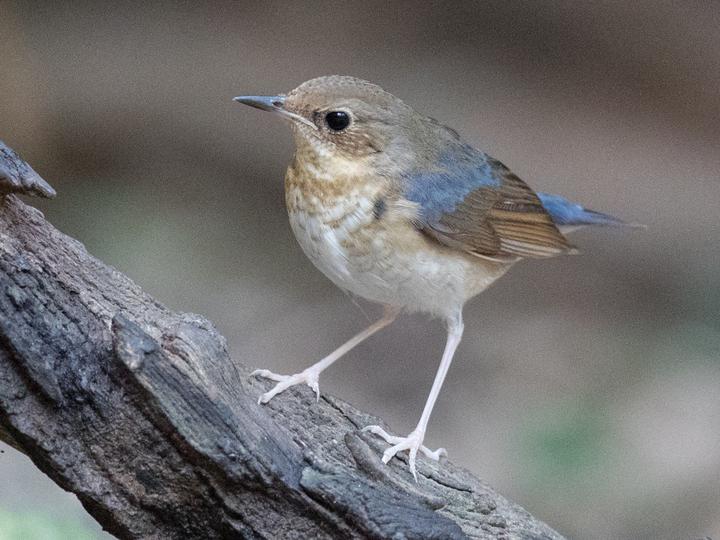 Siberian Blue Robin